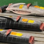 Tokyo: Toyosu Tuna Auction &Tsukiji Market Gourmet Adventure - Price and Value