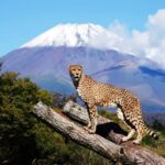 Tokyo:Customizable Private Day Trip to Mt.Fuji & Safari Park - Why We Love This Tour