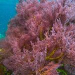 Trang: Full-Day Big Boat Adventure to Kradan & Chueak island - Practical Details and What You Need to Know