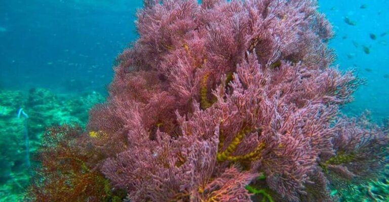 Trang: Full-Day Big Boat Adventure to Kradan & Chueak island - Practical Details and What You Need to Know