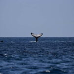 Trincomalee: Luxury Sailing Boat Dolphin and Whale Watching - Practical Details and Tips