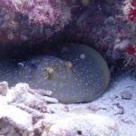 TRY SCUBA (non diver) - Why This Tour Shines