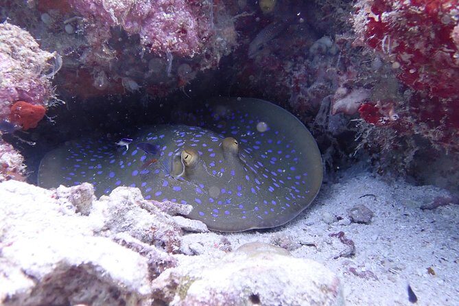 TRY SCUBA (non diver) - Why This Tour Shines