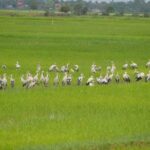 Tuk Tuk Journey: Exploring Rural Life and Silk Farm Craftsmanship - Starting Out: The Pickup and First Stop at Krabei Riel