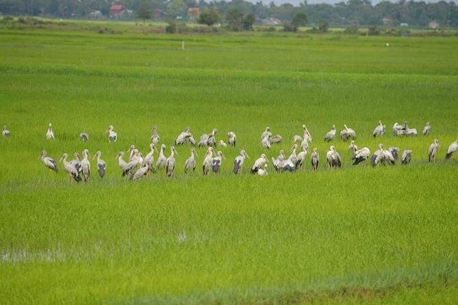 Tuk Tuk Journey: Exploring Rural Life and Silk Farm Craftsmanship - Starting Out: The Pickup and First Stop at Krabei Riel