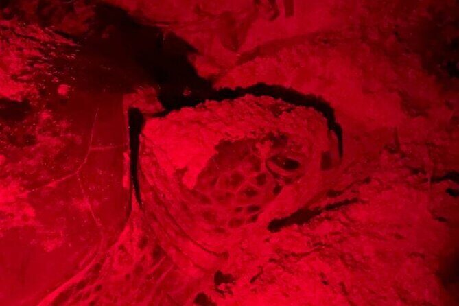 Turtle Tales of Pulau Banyak - Who Will Love This Tour?