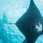 Two fun dives morning trip (Certified Divers only) - An In-Depth Look at the Tour Experience