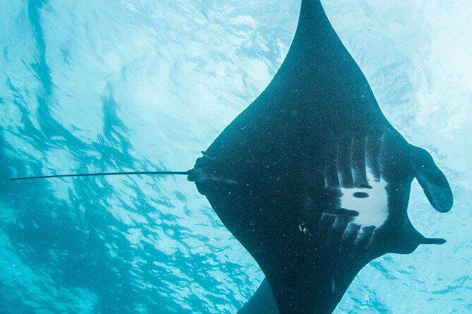 Two fun dives morning trip (Certified Divers only) - An In-Depth Look at the Tour Experience