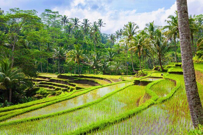 Ubud Adventure: Forest, Swing and Holy Spring - Why This Tour Works Well