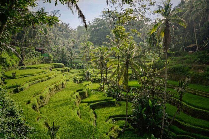 Ubud: Best of Ubud Private Day Tour with Local Guide - What the Tour Includes & Practical Considerations
