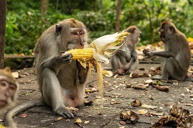 Ubud Monkey Forest - Rice Terrace - Jungle Swing - Water Temple - Transportation and Convenience