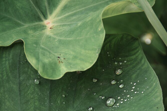 Ubud private tours - Practical Details and What to Expect