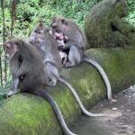 Ubud Top Tours to Discover Balis Cultural and Natural Wonders - Detailed Breakdown of the Itinerary