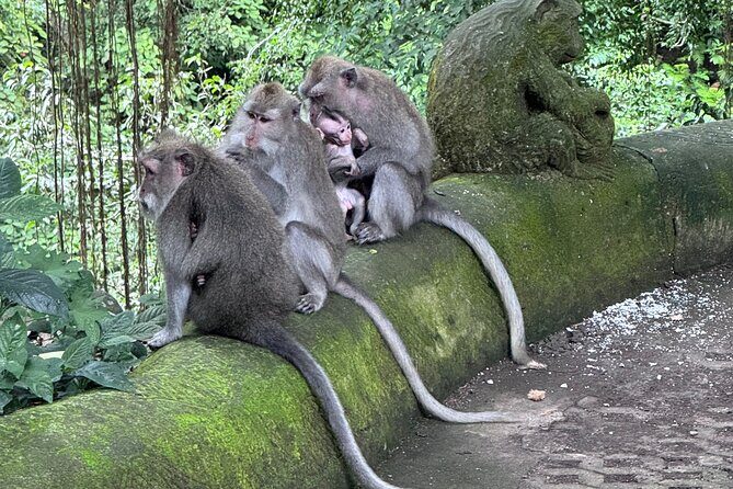 Ubud Top Tours to Discover Balis Cultural and Natural Wonders - Detailed Breakdown of the Itinerary