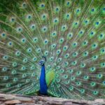 Udaipur: Sajjangarh Wildlife Sanctuary Entry Ticket - Practical Details and Tips for Visitors