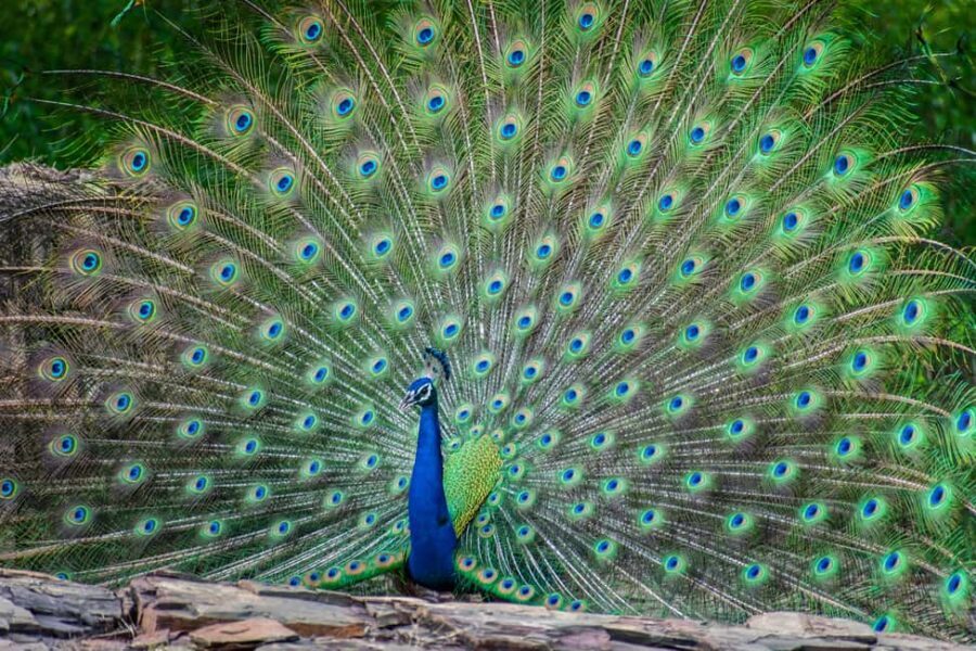 Udaipur: Sajjangarh Wildlife Sanctuary Entry Ticket - Practical Details and Tips for Visitors