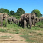 Udawalawe National Park - 7 Hours Private Safari tour - The Pros and Cons of This Safari