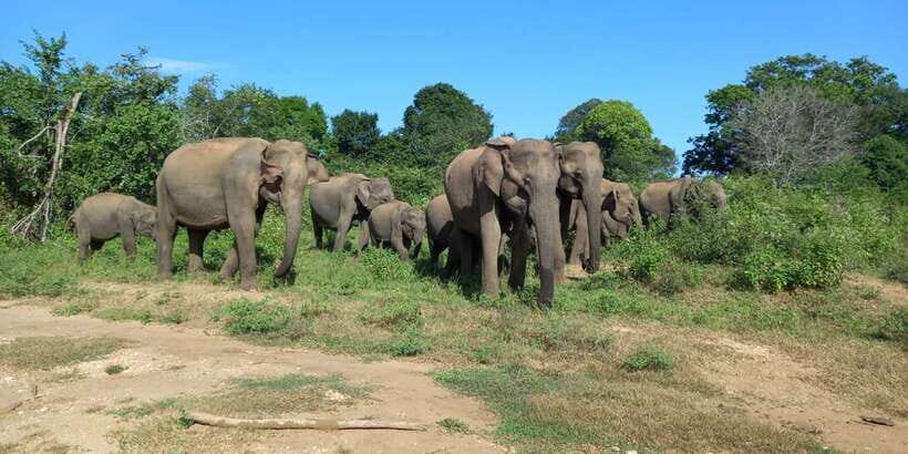 Udawalawe National Park - 7 Hours Private Safari tour - The Pros and Cons of This Safari