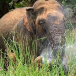 Udawalawe National Park Elephant Safari (Private Jeep) - Who Should Consider This Safari?