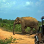 Udawalawe National Park Private Safari from Kalutara - Why This Tour Works Well