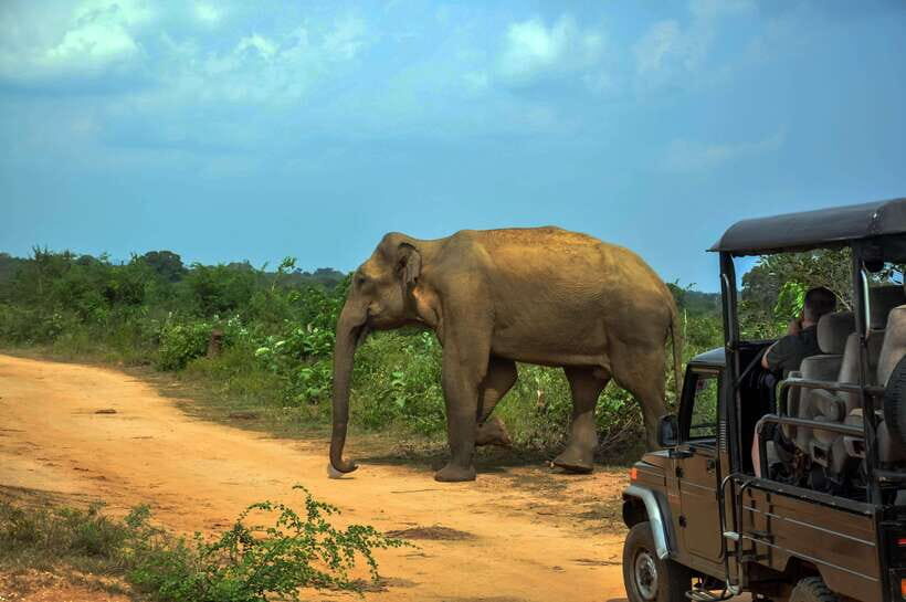 Udawalawe National Park Private Safari from Kalutara - Why This Tour Works Well