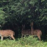 Udawalawe National Park Private Safari Tour - The Role of the Guide and Vehicle