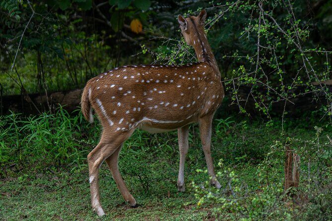 Udawalawe National Park Wildlife Safari Tours - The Itinerary in Detail