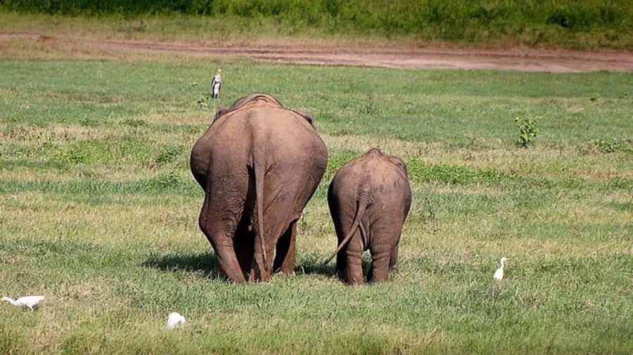 Udawalawe: Private Safari with Picnic and Hotel Pickup - Detailed Review of the Udawalawe Private Safari