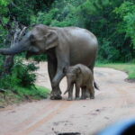 Udawalawe Safari Tour from Hambantota Port (Shore Excursion) - Why This Tour Offers Great Value