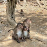 UNESCO Listed Can Gio Mangrove and Monkey Island trek - Practical Details That Matter