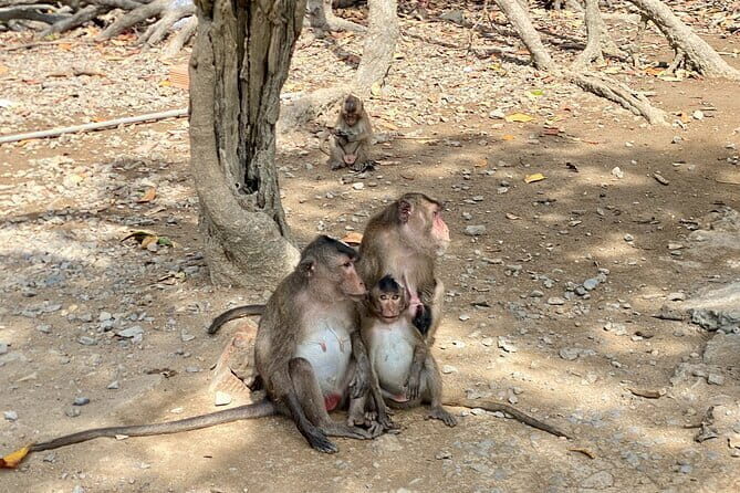 UNESCO Listed Can Gio Mangrove and Monkey Island trek - Practical Details That Matter