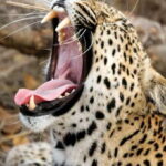 Value Tour: One Day Safari Trip to Yala & Udawalawe w/ Lunch - What Do You Get for Your Money?