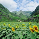 Vietnam: 7-Day North Vietnam Tour with Accommodation - The Practical Side: Transportation, Guides, and Value