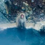VIP Snow Monkey Park & Zenkoji Temple One Day Private Tour - A Deep Dive into the Itinerary and Experiences