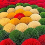 Visit Incense Village & Ninh Binh & Tam Coc & Hoa Lu - Practical Details and What You Should Know