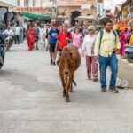 Visit Pushkar with Bikaner Drop from Jaipur - Analyzing the Value