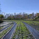 Wasabi Farm Walking Tour with Lunch - Why This Tour Works