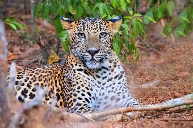 Wasgamuwa National Park Safari | Jeep with Tickets - Why This Tour Works