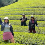 Wazuka: Tea Picking Experience with Matcha Tea Tasting - Why This Tour Offers Great Value