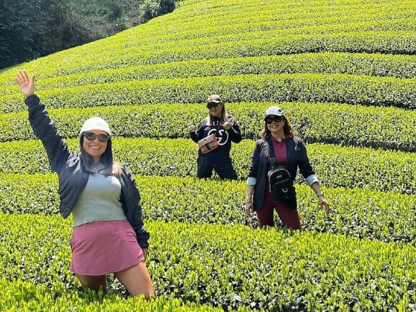 Wazuka: Tea Picking Experience with Matcha Tea Tasting - Why This Tour Offers Great Value