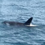 Whale Watching Mirissa in Sri Lanka with Pickup and Breakfast - Why This Tour Offers Great Value