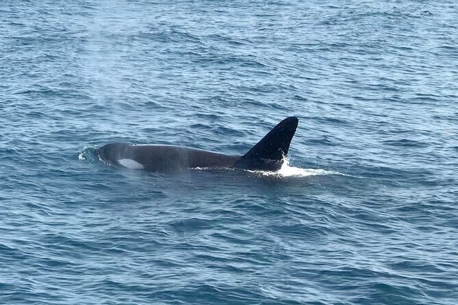 Whale Watching Mirissa in Sri Lanka with Pickup and Breakfast - Why This Tour Offers Great Value