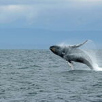 Whale Watching Tour with Transfers - Starting the Adventure: What to Expect