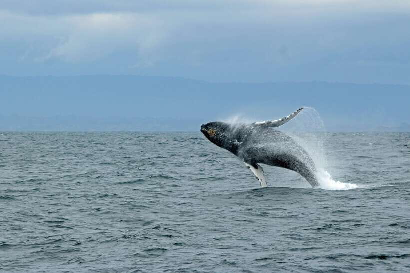 Whale Watching Tour with Transfers - Starting the Adventure: What to Expect