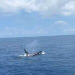 Whales & Dolphin Watching with The Pioneers - The Detailed Breakdown of the Itinerary