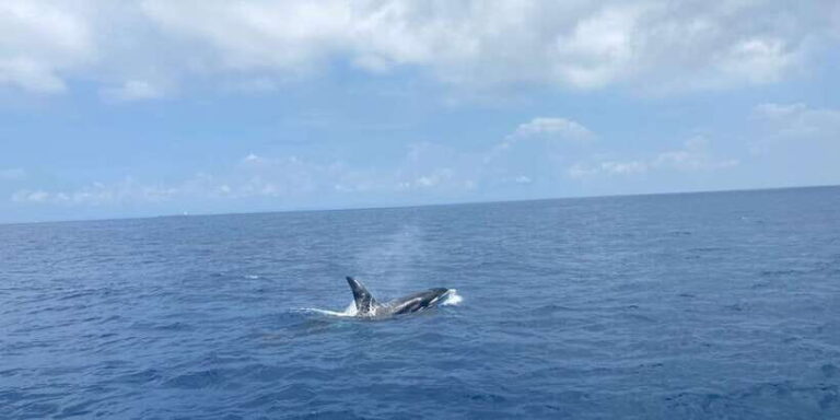 Whales & Dolphin Watching with The Pioneers - The Detailed Breakdown of the Itinerary