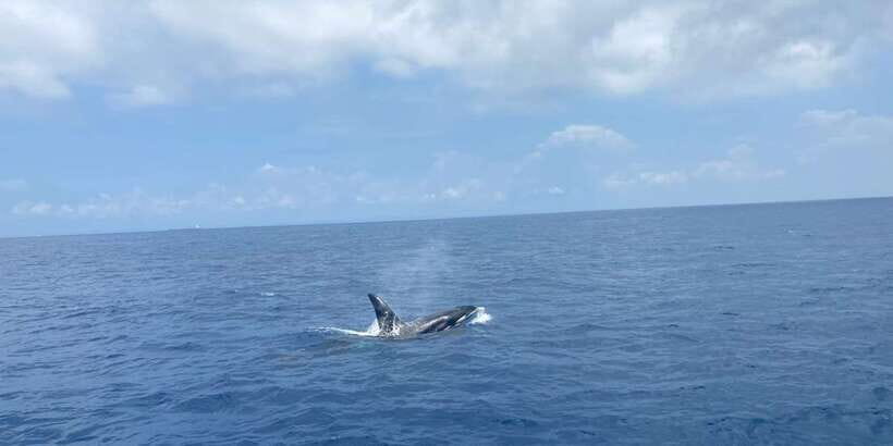 Whales & Dolphin Watching with The Pioneers - The Detailed Breakdown of the Itinerary