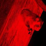 Wild Japanese Flying Squirrel Watching Tour in Nagano - Starting at the Picchio Visitor Center: Setting the Stage