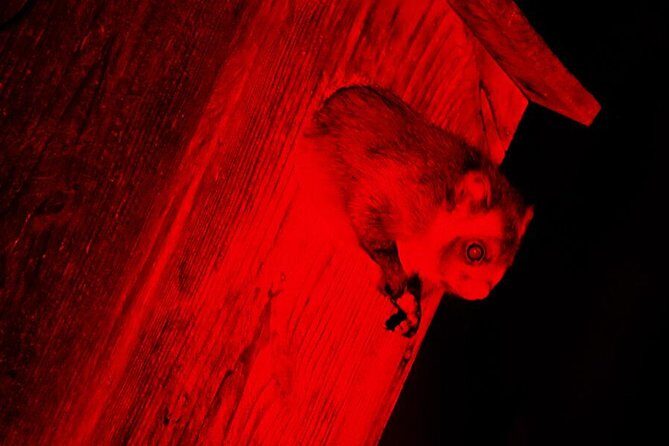 Wild Japanese Flying Squirrel Watching Tour in Nagano - Starting at the Picchio Visitor Center: Setting the Stage