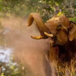 Wildlife Private Day Tour- Mysore to Bandipur National Park - Key Points